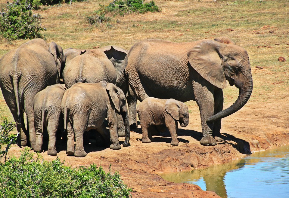 Una manada de elefantes africanos beben agua en un estanque. Foto: Pixabay