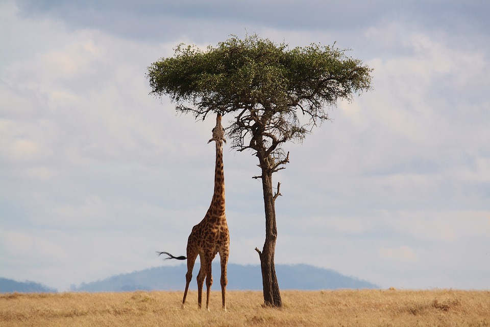 Una jirafa come tallos frescos de un árbol en la estepa africana. Foto: Pixabay