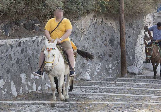 Foto: Help The Santorini Donkeys