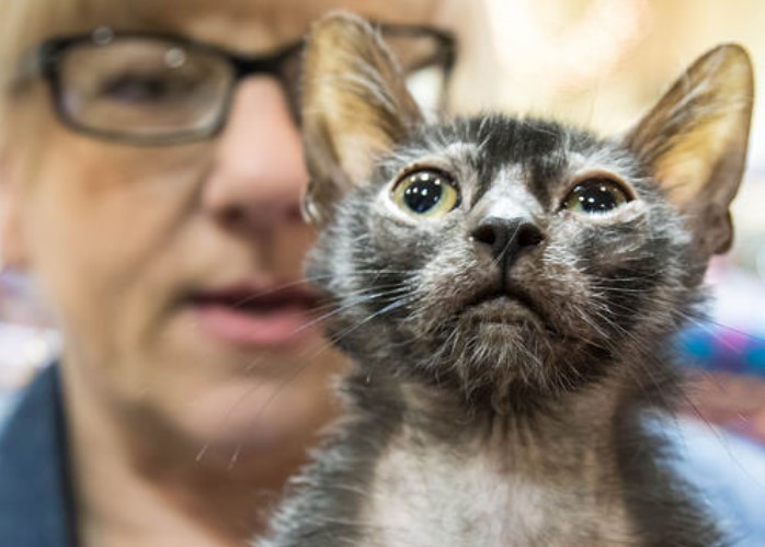 Un ejemplar de Lykoi. Foto: Flickr / kopperlben