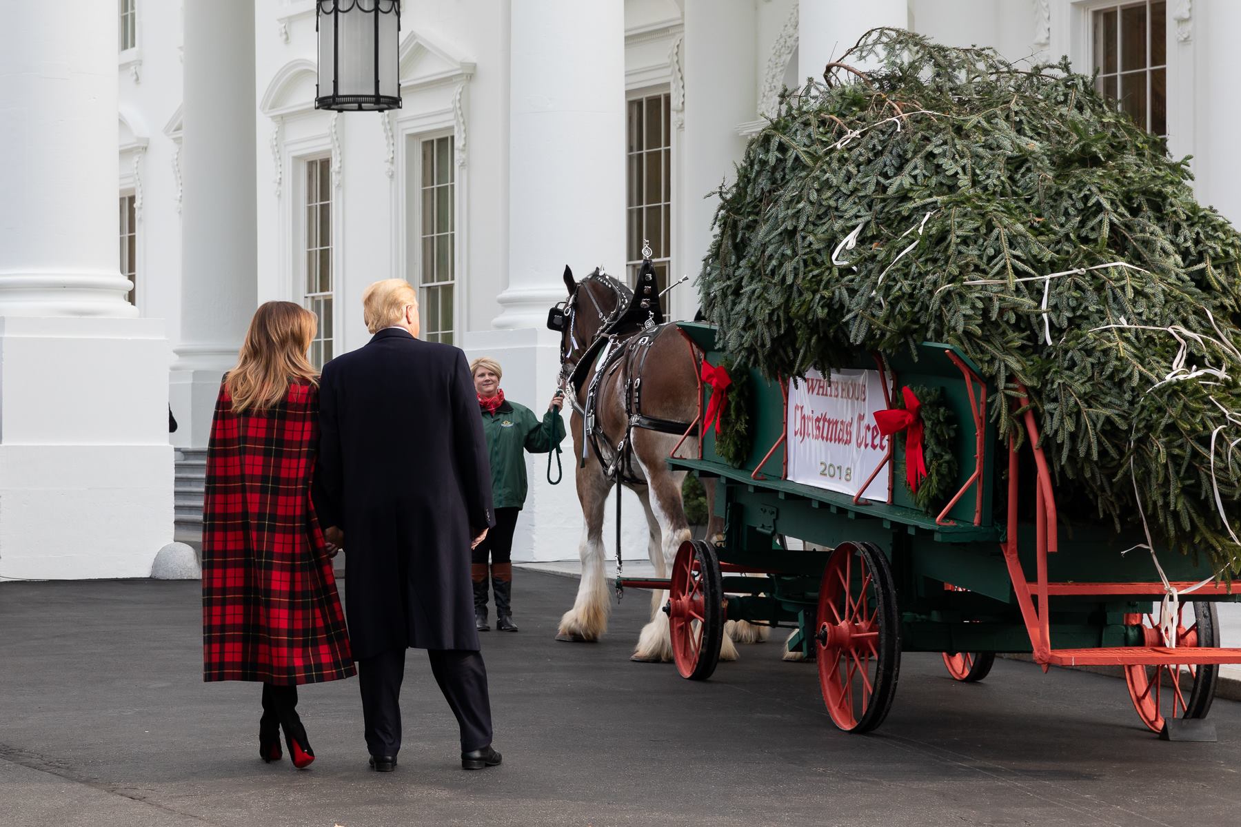 Donald y Melania Trump observando el árbol de navidad de la casa blanca, recién talado. Foto: The White House