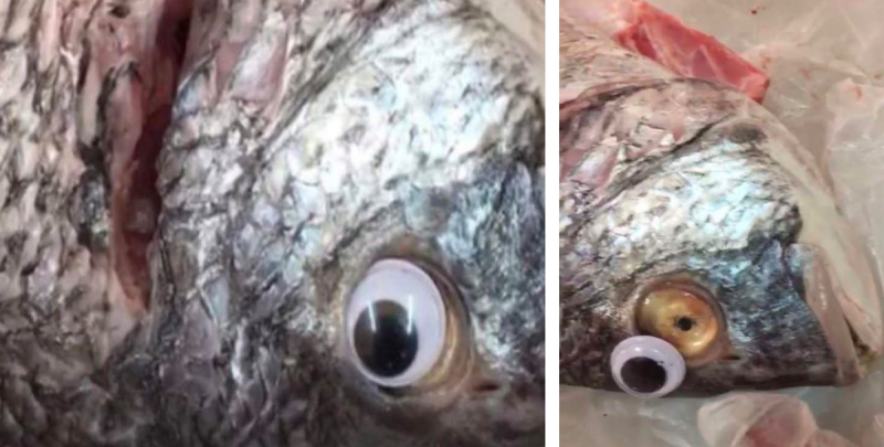 Esta imagen se viralizó después de que una pescadería en Kuwait fuera descubierta poniéndole ojos de plástico a sus pescados para que pareciesen más frescos. 