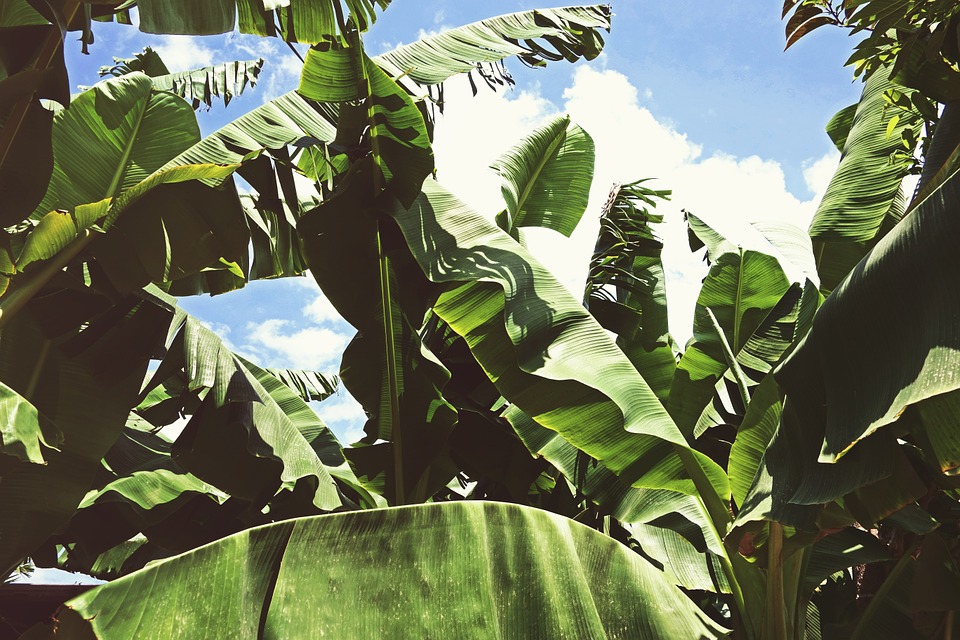 Plantas de Musa × paradisiaca. Foto: Pixabay