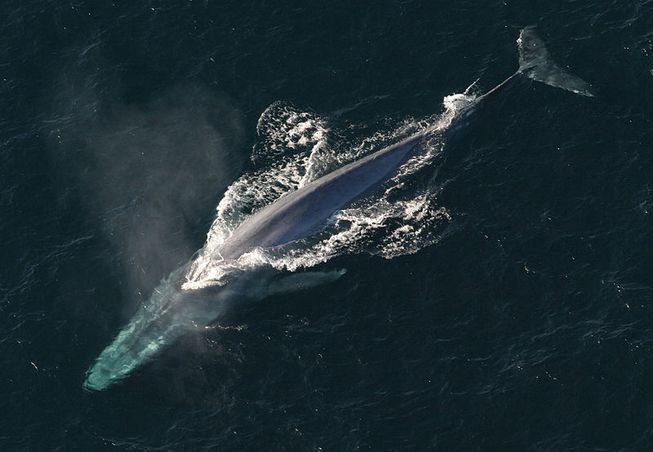 Una ballena azul respira por su espiráculo en la superficie. Foto: NOAA