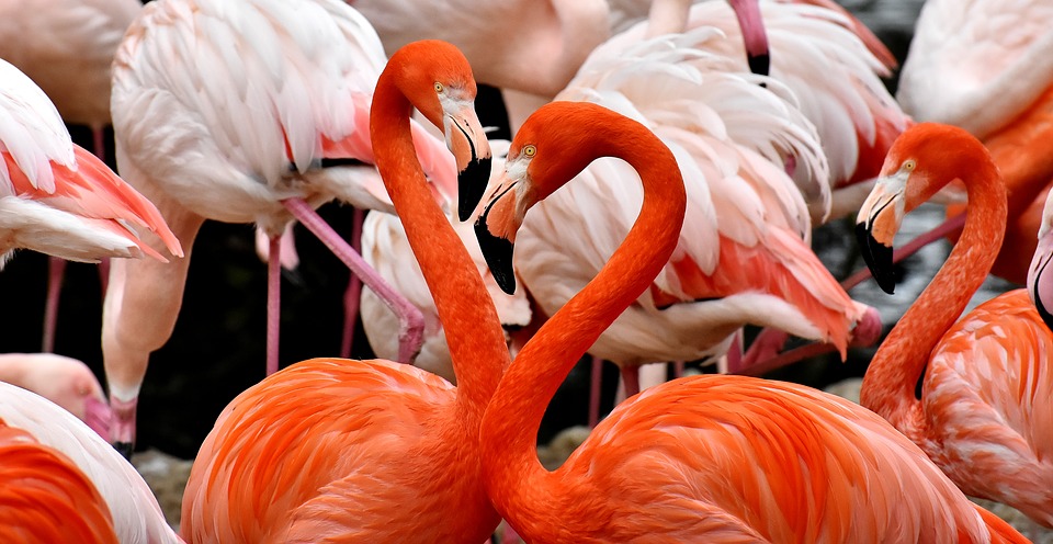 flamingo-3309628_960_720