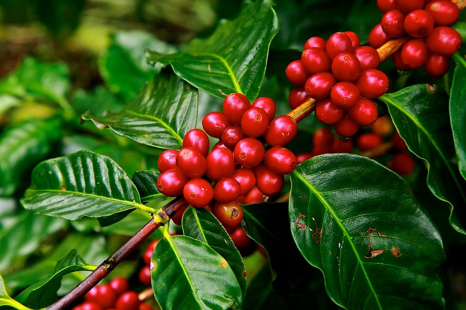 Granos maduros de café de una planta de la variedad Coffea Robusta. Foto: Pixabay