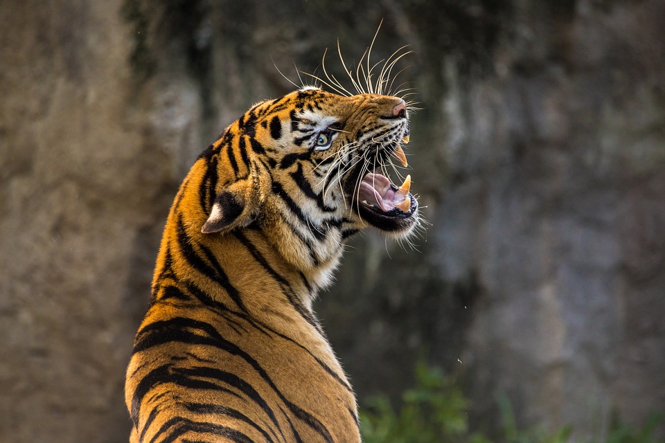 En la actualidad hay más tigres en cautiverio que en estado salvaje. Foto: Pixabay