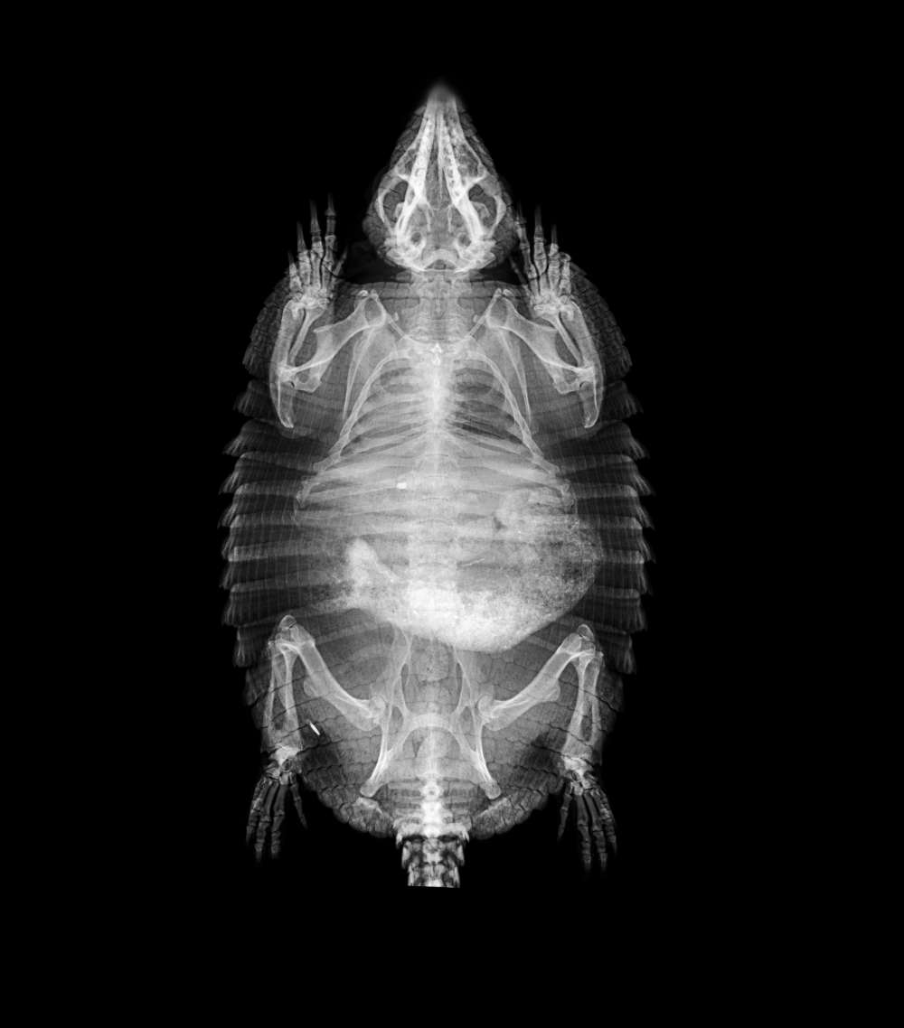content-1550524470-marion-large-hairy-armadillo-chaetophractus-villosus-c-zsl