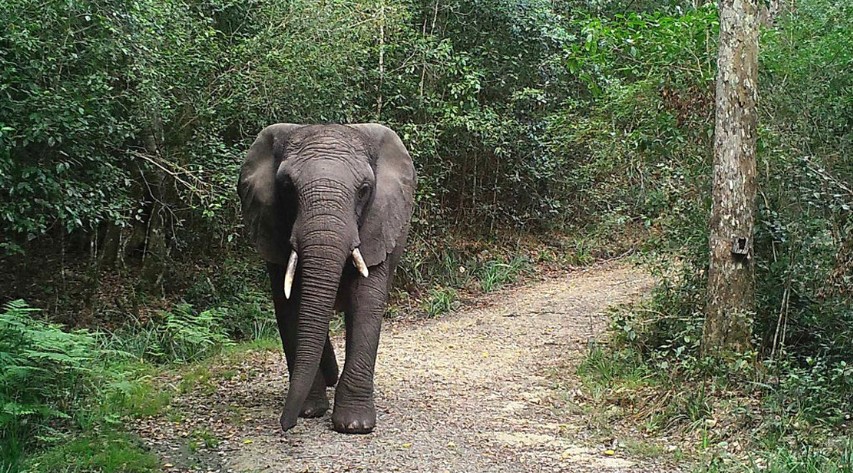 Esta es la única elefanta que vive en el parque Knysna, en Sudáfrica. Foto: Lizette Moolman / Parques Nacionales de Sudáfrica