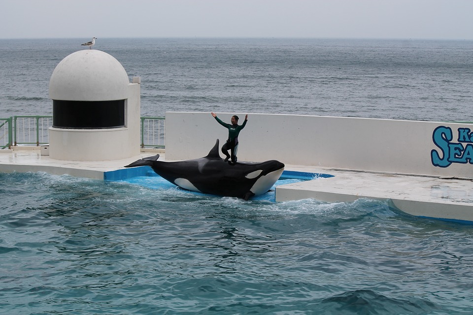 Una orca realiza un acto rutinario para entretener al público. Al fondo el mar abierto, en donde debería estar. Foto: Pixabay