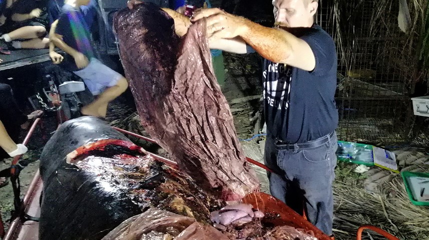 Darrell Blatchey, director del museo D'Bone Collector, muestra el plástico encontrado en el estómago de la ballena. Foto cortesía de AFP / Getty Images