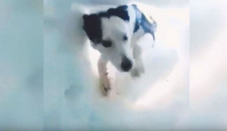 Así es como una perra rescata a un hombre enterrado bajo la nieve