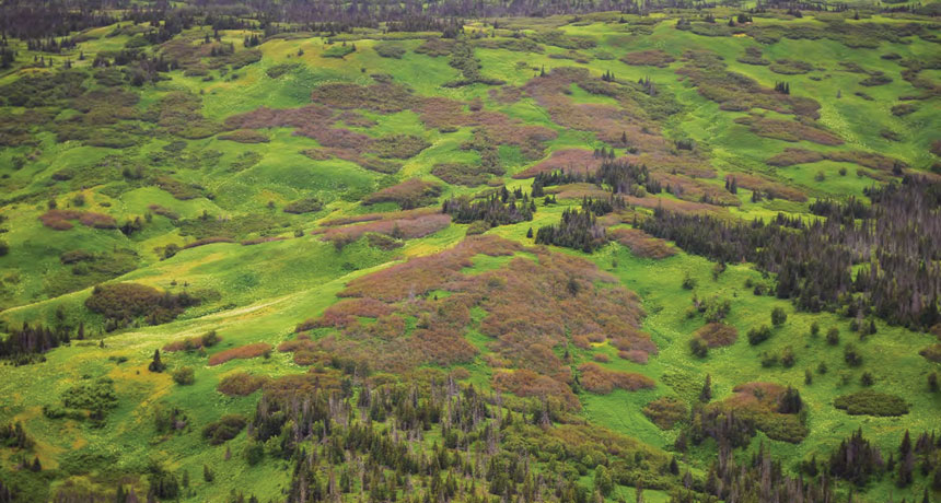 En el sur de Alaska en 2012, las polillas geométridas y otros insectos arrasaron con arbustos que se volvieron marrones y no dieron frutos. Foto: Servicio Forestal de EE.UU.