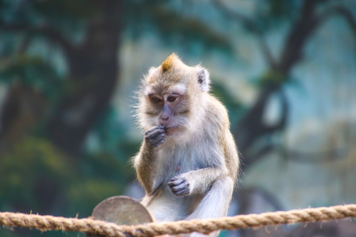 Un ejemplar de Macaco Rhesus o Macaca Mulata. Foto: Pxhere