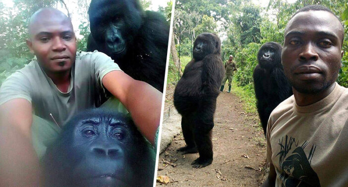 gorilla-selfie-fb-702x378