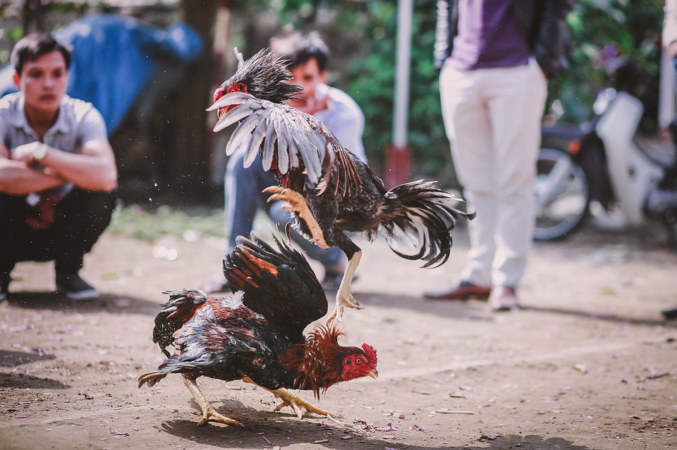 Para los defensores del bienestar animal, las peleas de gallos no son otra cosa que crueldad animal. Foto: Pixabay