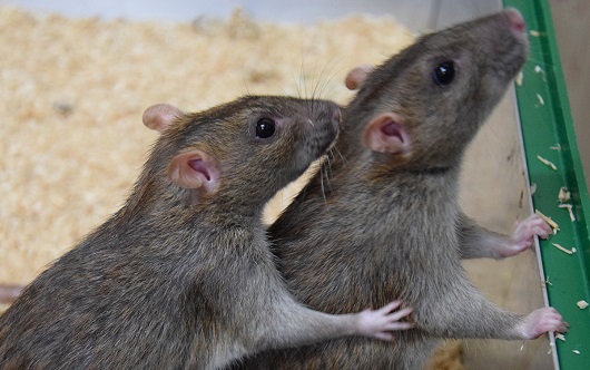 Las ratas demuestran un comportamiento cooperativo similar al de los seres humanos