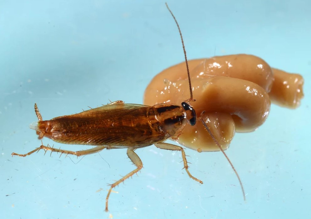 Una cucaracha se alimenta de un insecticida en el laboratorio de la Universidad de Purdue. Foto: john Obermeyer / Purdue Entomology