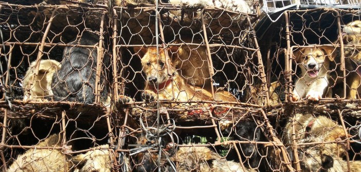 Los perros son amontonados en jaulas en pésimas condiciones de salud y limpieza. Foto: Animals Asia