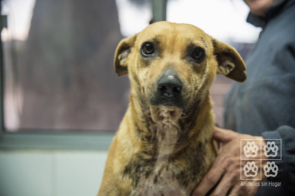 Dinky es uno de los perros rescatados por ASH