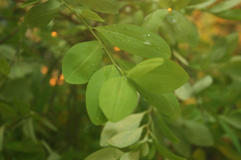 DescripciónErythroxylum coca. Sus hojas se usan para mascar y evitar el "mal de alturas", así como para la producción de cocaína. Foto: Wikimedia Commons