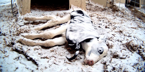 Terneros congelados a -20°C: La crueldad de la industria láctea no tiene límites
