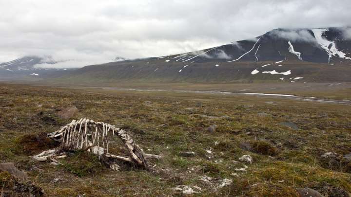 Esqueleto de un reno en Svalbard. Foto cortesía de PREMSYL / Shutter Stock