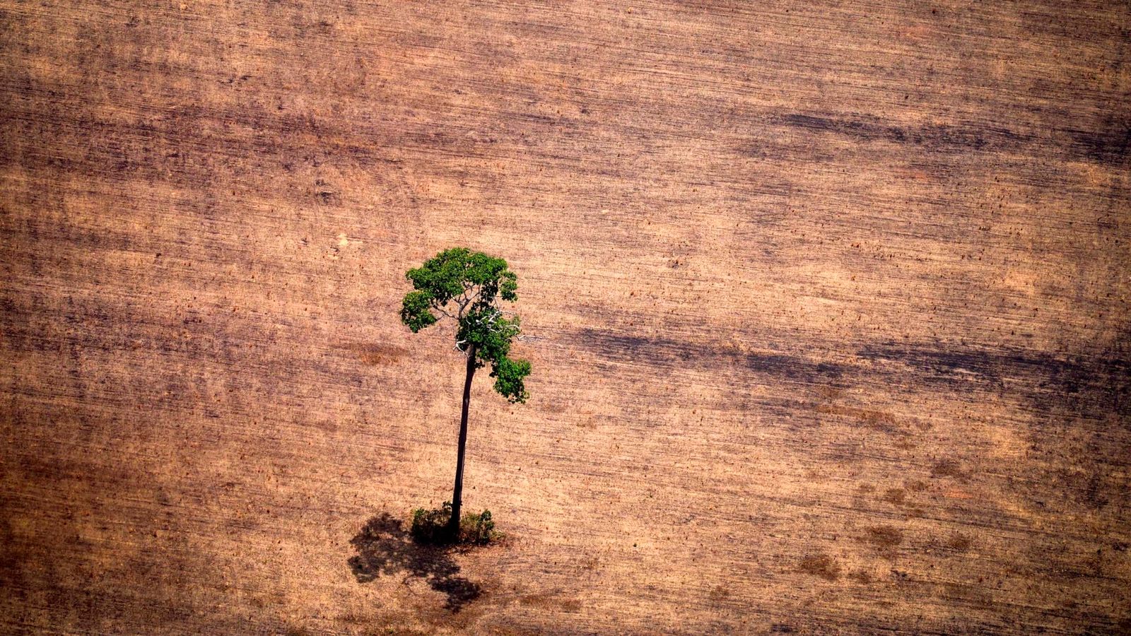 Un árbol sobrevive a la deforestación en la Amazonia