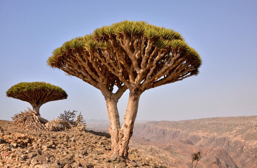 Árboles de dragón en la isla  de Socotra. Foto: Flickr / Rod Waddington
