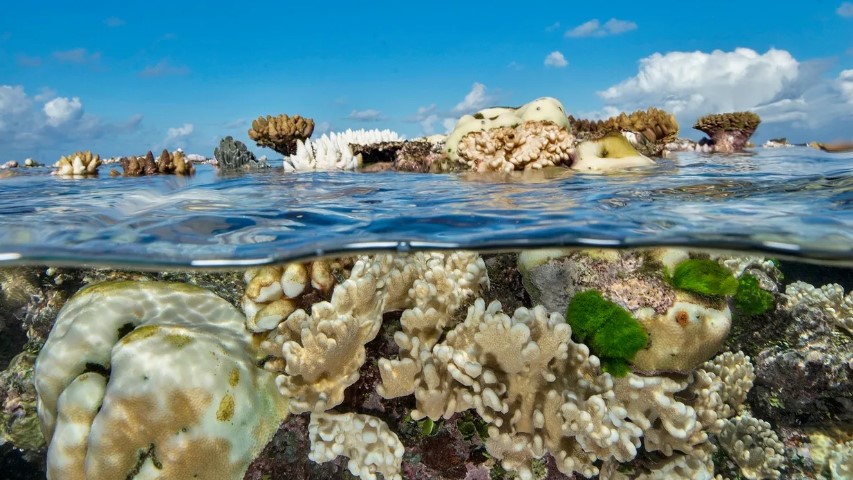 Foto: Jayne Jenkins / Banco de Imágenes de la Gran Barrera de Coral 