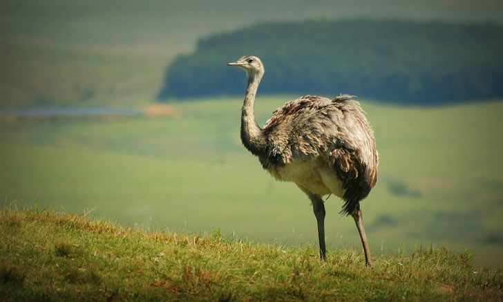 5 animales que puedes observar en el campo uruguayo
