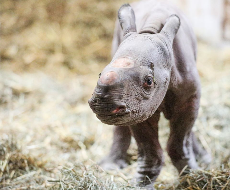 baby-black-rhino-michigan-potter-park-zoo-01.jpg.990x0_q80_crop-smart