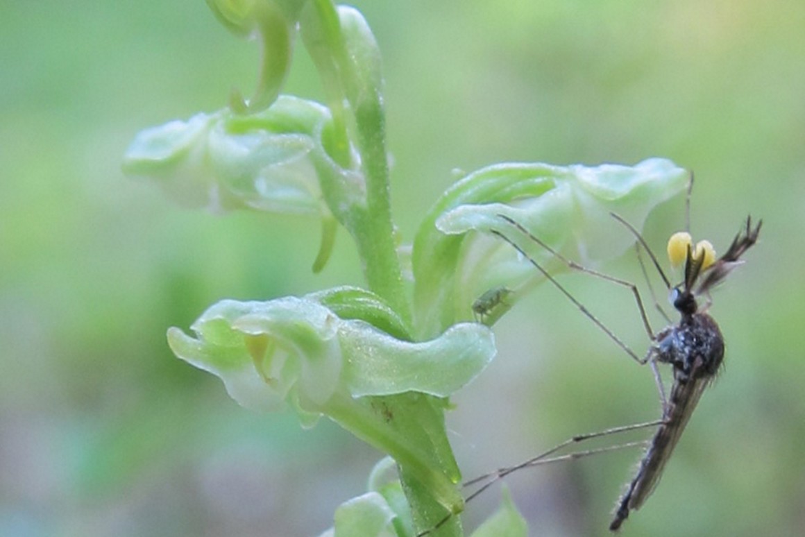 Un mosquito Aedes alimentándose de néctar de orquídeas Platanthera.. Foto: Kiley Riffell