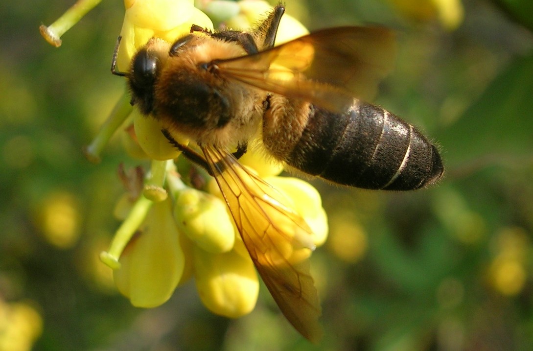 Apis laboriosa, la abeja más grande del mundo que habita en el Himalaya. Foto: Wikimedia Commons