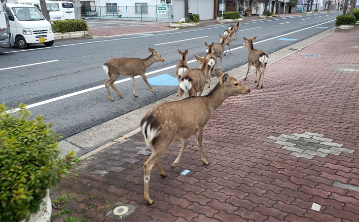 Ciervos salvajes recorren las calles de Nara, Japón / Foto: @okadennis