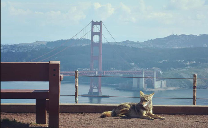Coyote descansando en un punto turístico de San Francisco / Foto: u/mac_is_crack