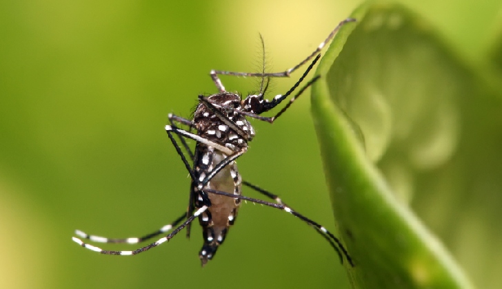 Aedes aegypti, mosquito que transmite el dengue, el zika y el chikungunya. 