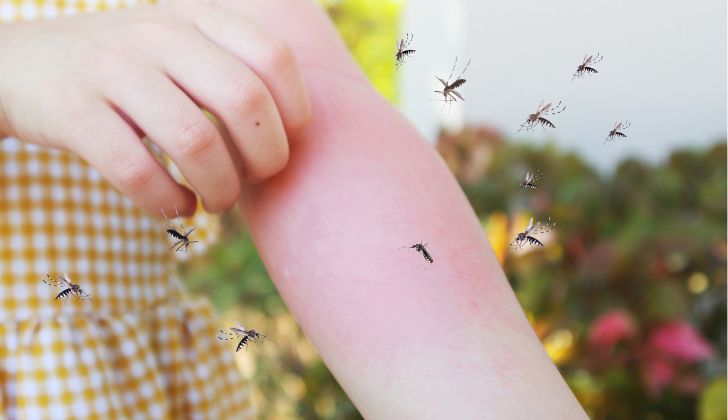 dengue en uruguay 2024