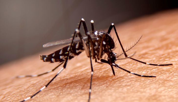Mosquito Aedes Aegypti, transmisor del dengue, el zika y el chikungunya