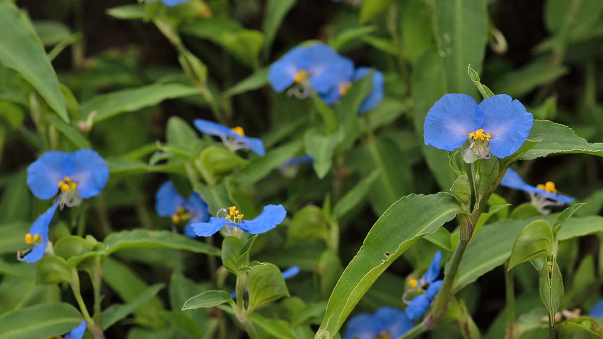 La Commelina erecta, conocida como Santa Lucía, se ha convertido en una joya de la medicina natural gracias a sus extraordinarias propiedades curativas.