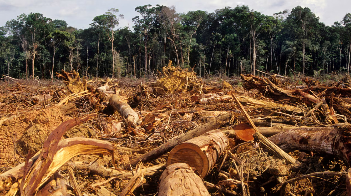 La deforestación del Amazonas es en su mayoría indiscutida causada por la tala para el agronegocio y la construcción de infraestructura vial, desde hace décadas.