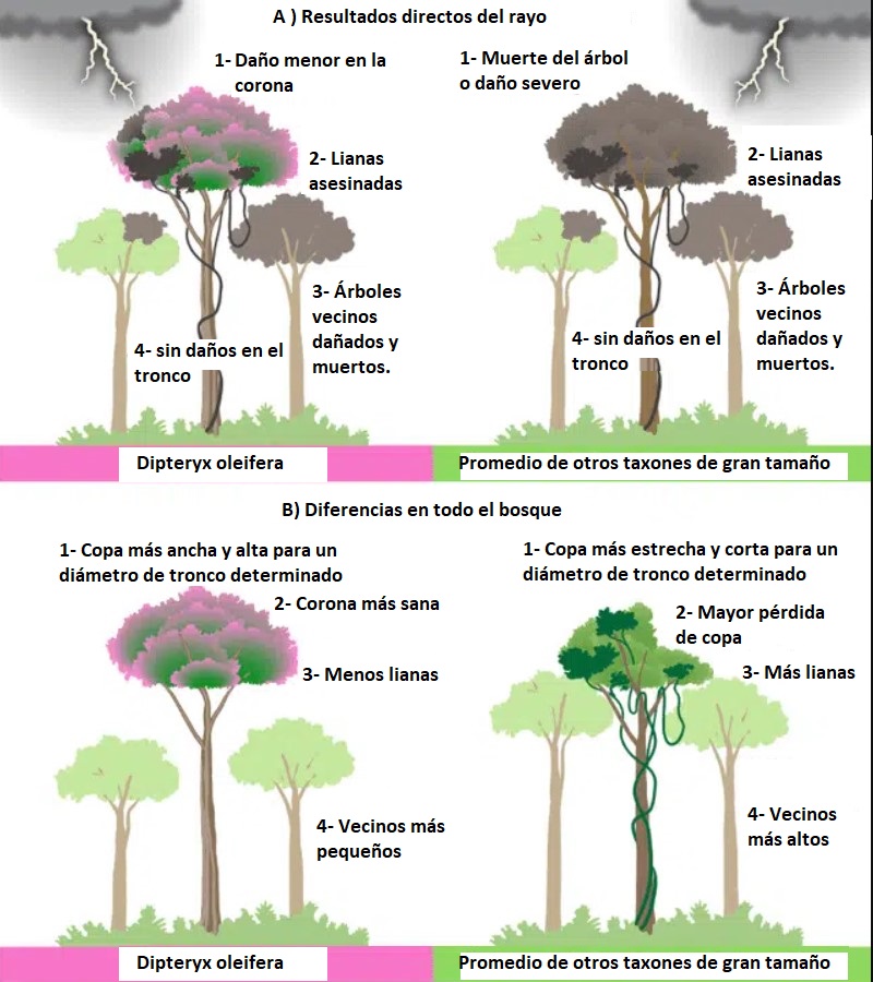 El daño mínimo que sufre el tonka tras los rayos revela su singular estrategia de supervivencia.