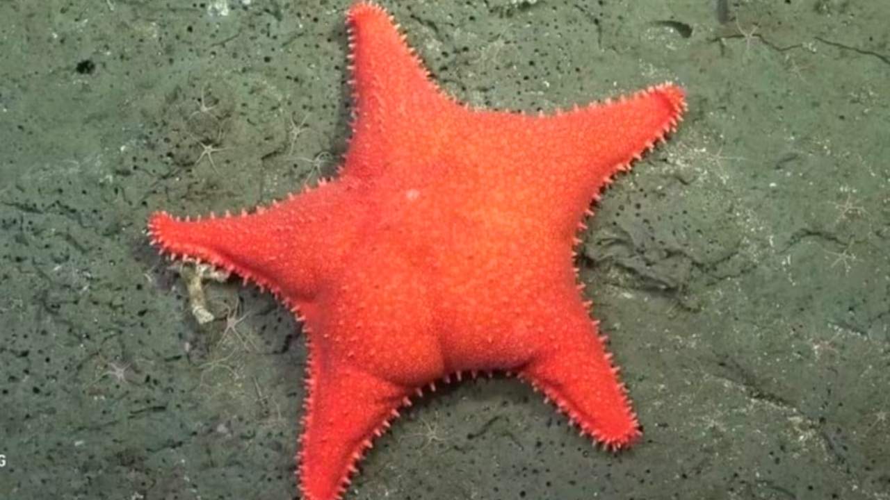El streaming de la expedición se viralizó cuando apareció "Patricio Estrella" en el fondo de Mar del Plata.