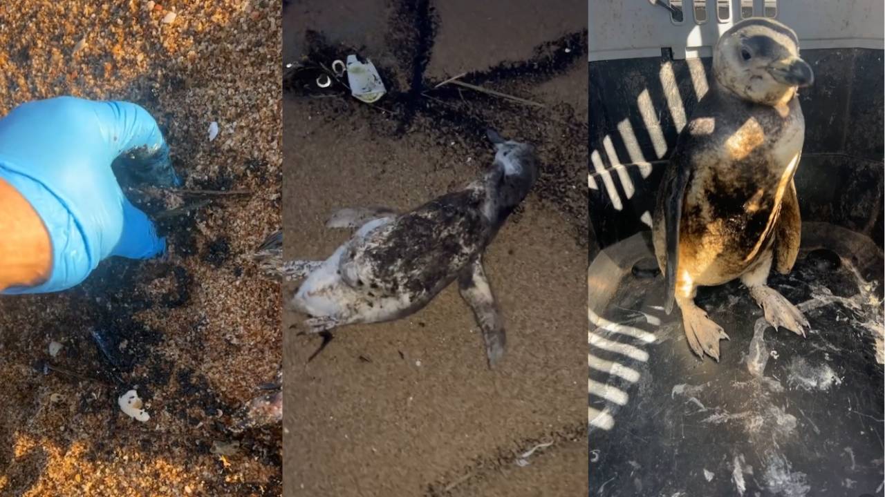 La costa uruguaya se ha visto ensombrecida por derrames de petróleo crudo (fotos: animales empetrolados relevados por SOCOBIOMA y SOS Fauna Marina)