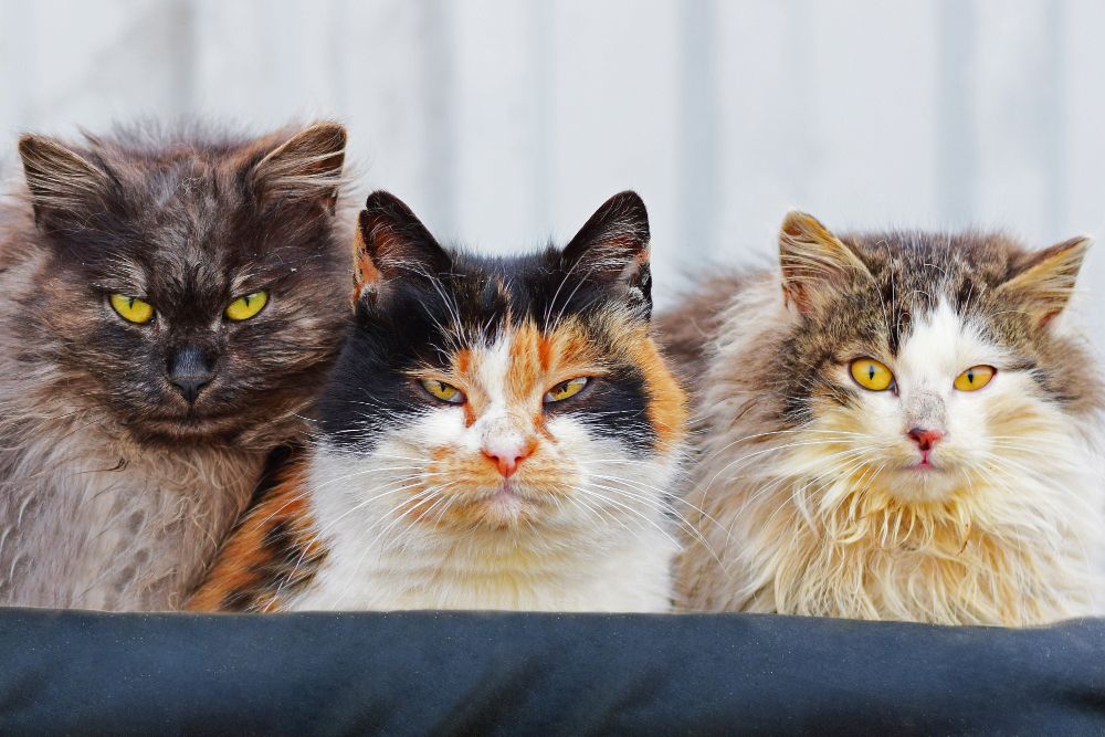 razas gatos mas conocidas
