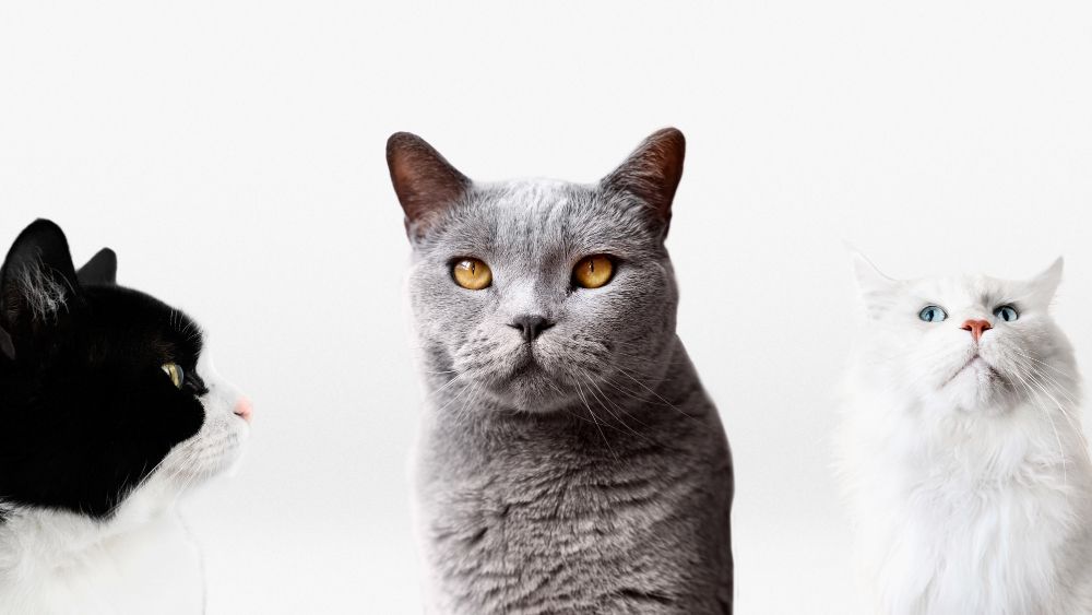 razas gatos populares del mundo