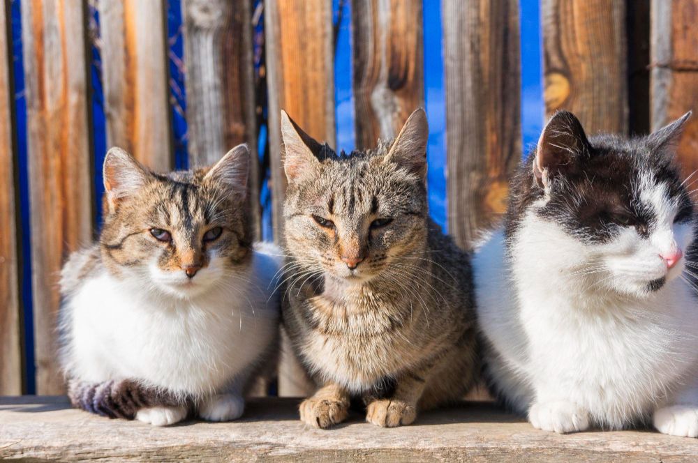 razas gatos populares