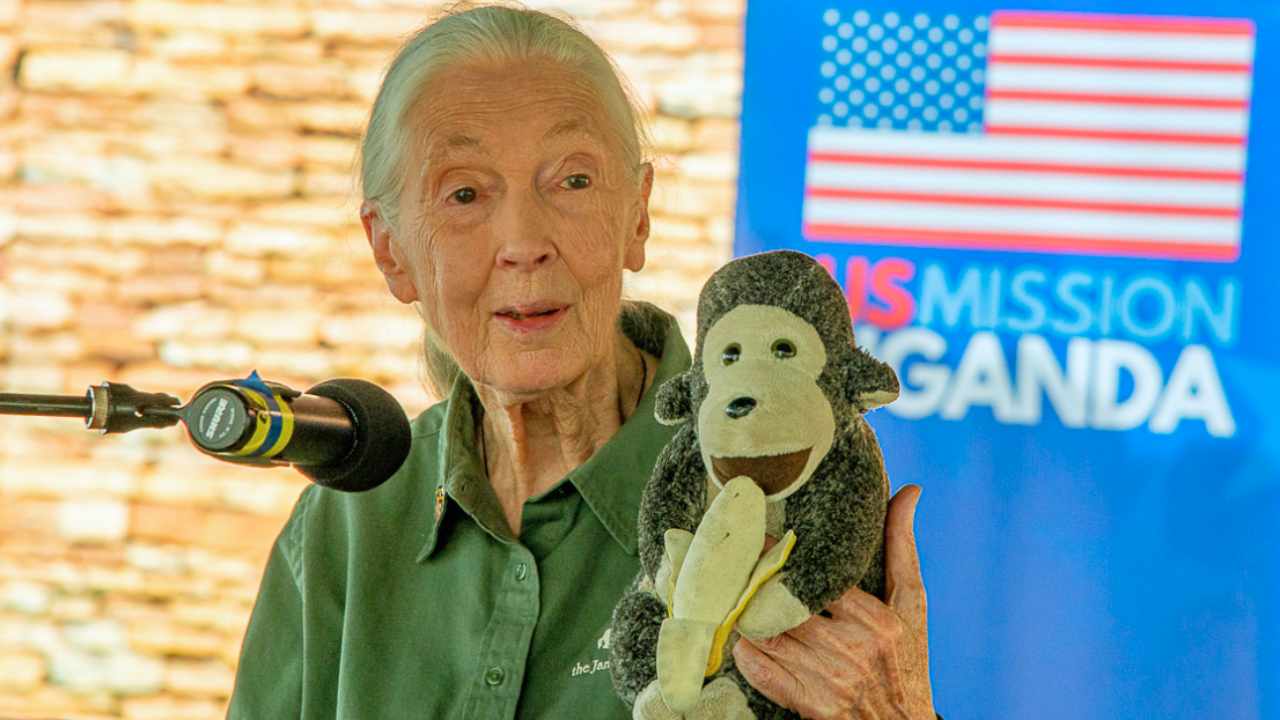 jane goodall