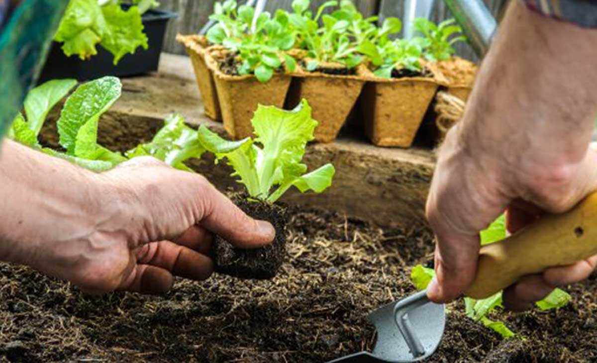 Huerta de lechugas en casa.