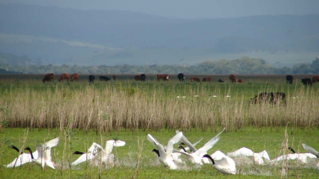 Aves en la Laguna de Rocha (foto: Gobierno de Rocha)